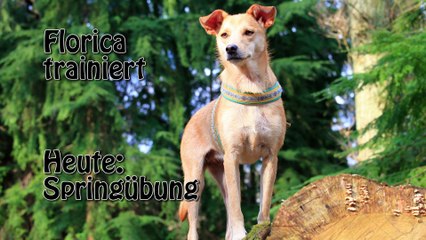 Florica trainiert. Heute: Springübungen