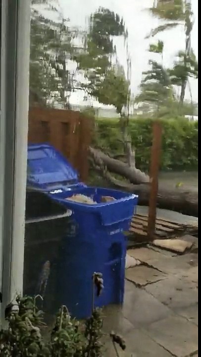 Hurricane Irma Rips Tree From Ground