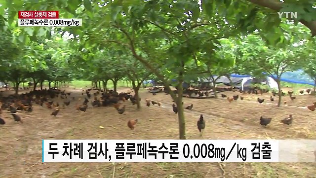 김제 산란계 농장, 재검사에서 또 살충제 검출 / YTN