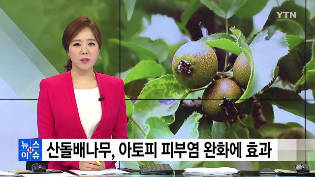 산돌배나무, 아토피 피부염 완화에 효과 / YTN