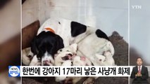 [영상] 한번에 강아지 17마리 낳은 사냥개 '화제' / YTN