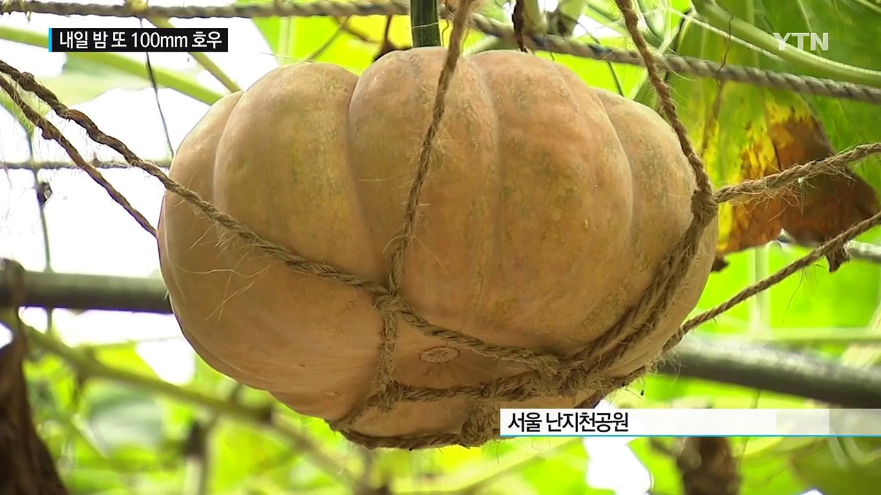 [날씨] 가을 오나 했더니...내일 밤 또 100mm 호우 / YTN