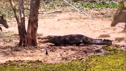 Warthogs vs Crocodile vs Lion vs Buffalo vs Bear vs Leopard vs Elephant vs Gir