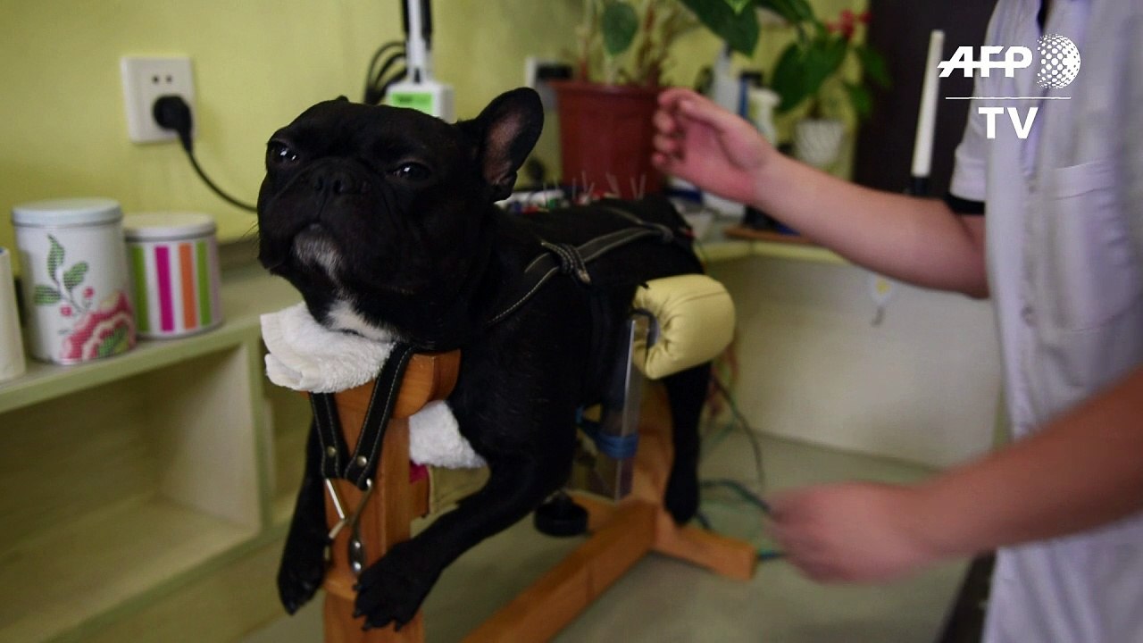 Akupunktur für gelähmte Hunde