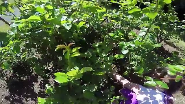 Bulle Pâques Oeuf chasse thé vlog grande chasse aux oeufs de pâques studio