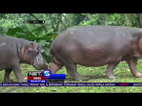 Seekor Bayi Kuda Nil Lahir di Taman Safari Prigen - NET5