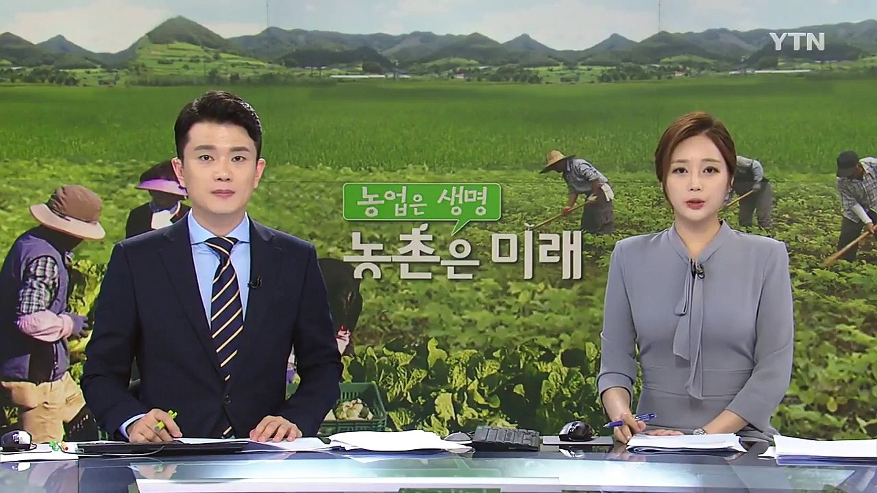 [녹색] 국산 포도 신품종 흑보석·청향 출하 / YTN