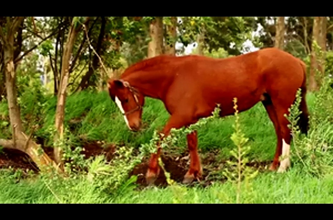 Madamti L-imigria Feat Akil Sghir & Mister AB