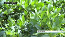 쌀소비 감소...논에 벼 대신 콩 심어 대박 / YTN
