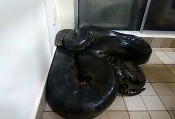 Guy Found A Giant Snake In His Home And Then Inexplicably Tried To Touch It