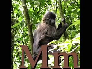 Wikipedia Animal Alphabet!!