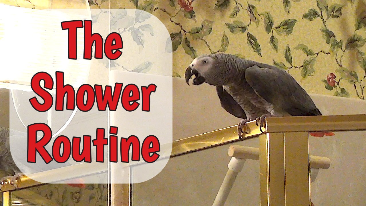 Parrot performs necessary task before taking a shower