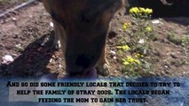 They Thought This Dog Was Grieving For Her Owner Until They Noticed What Was Underneath