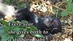 Footless Monkey Gives Birth To Stillborn Babies; Then Eventually, A Miracle!