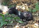 Footless Monkey Gives Birth To Stillborn Babies; Then Eventually, A Miracle!