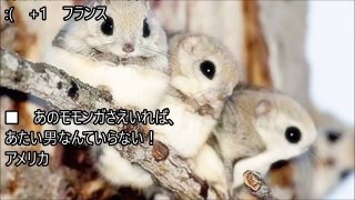 【海外の反応】世界が感嘆！「何で日本の動物ばかり…」　日本に生息する小動物に外国人が萌死寸前！「つぶらな瞳に、サイズ感、フワフワ感.可愛い要素が完全に凝縮されてるね！」