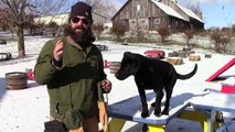 Training Your Labrador Retriever Puppy Part Three