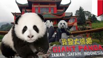 Panda lucu akan segera hadir di Taman Safari Indonesia - TomoNews