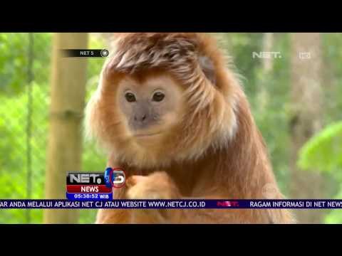 Konservasi Satwa di Bandung - NET5