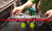 Cukur Rambut di Bawah Pohon Rindang