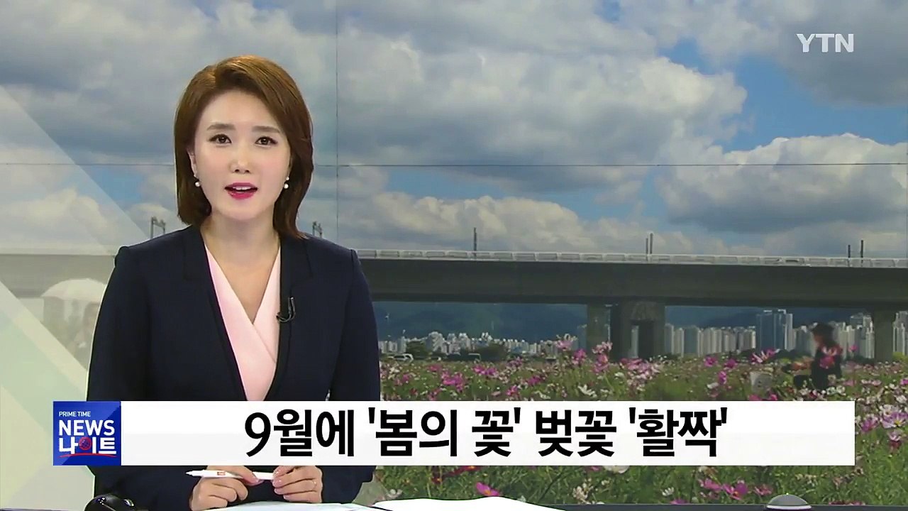 9월에 '봄의 꽃' 벚꽃 '활짝' / YTN
