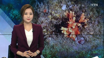멸종위기종 '유착나무돌산호' 발견..."깨끗한 바다에만 살아요" / YTN