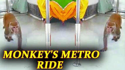 Delhi : Monkey travels in metro | Oneindia News