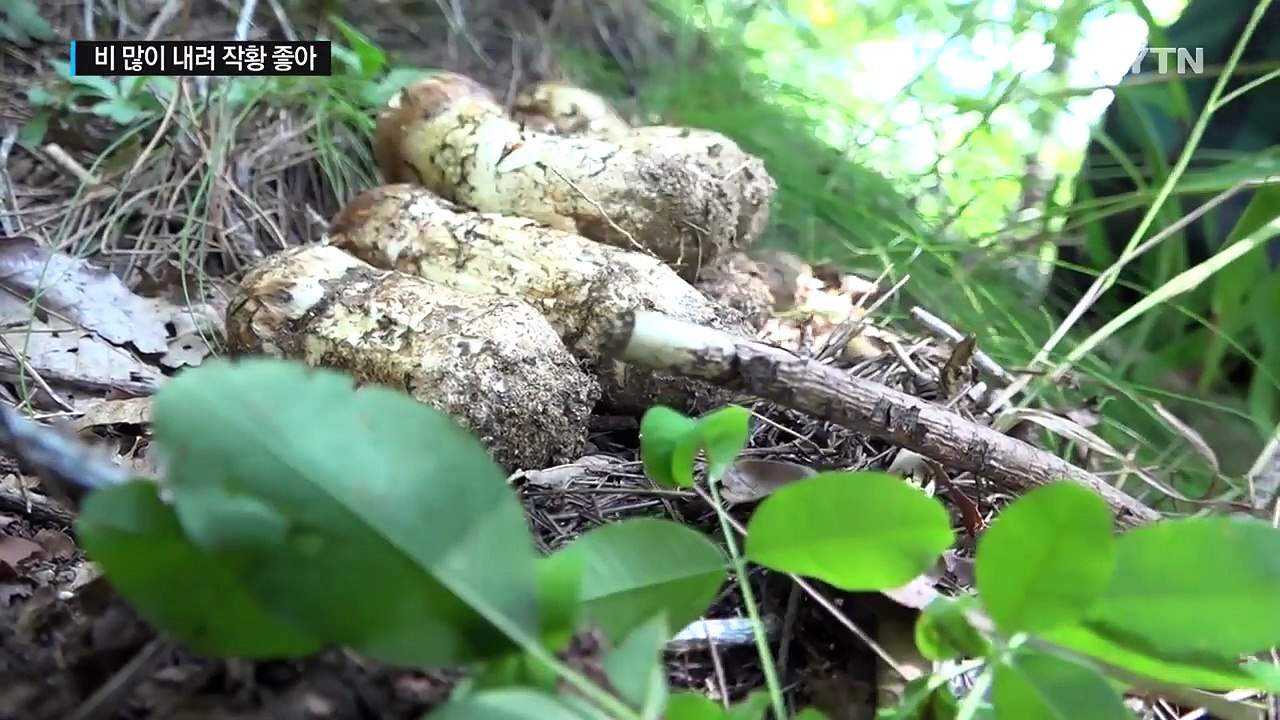 솔 향 가득... 가을 산의 보물 '송이' 채취 시작 / YTN