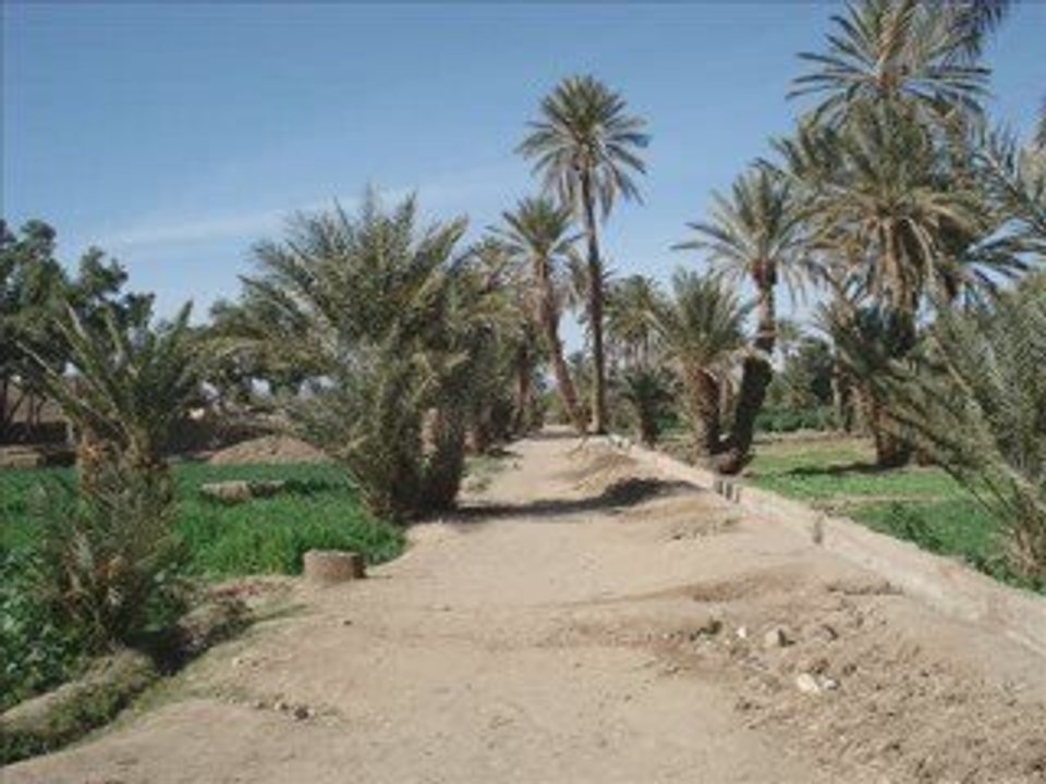 Tamazight