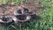 Hou la la! Très brave garçon asiatique Wow! Very Brave Asian Boy Catch A Big Python Snake By Hand - How To Catch Python