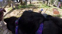 Black Spotted Leopard Cub Pool Party | African Big Cats Cool Off & Dunk For Toys In A Childs Pool