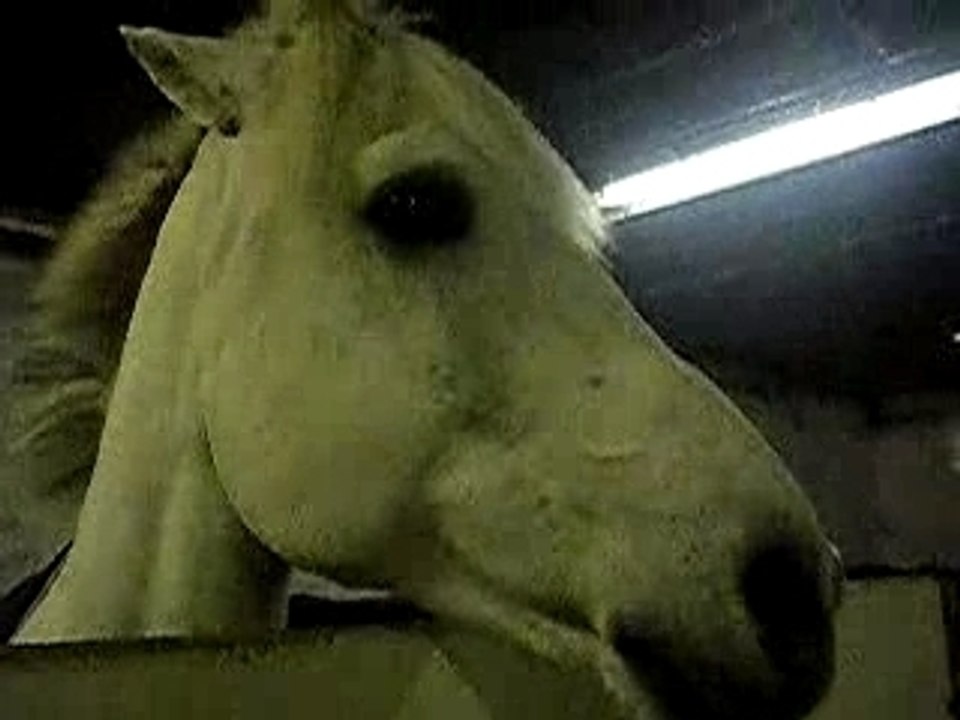 Elégant au box