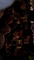 Viskarma Kirtan Jagran Raat⏰♋♋♋⏰