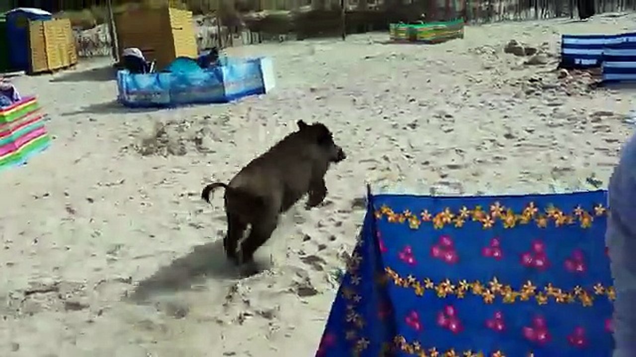 Des touristes sur une plage en Pologne chargés par un sanglier