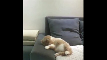 Quand ton chat rêve qu'il tombe de vélo