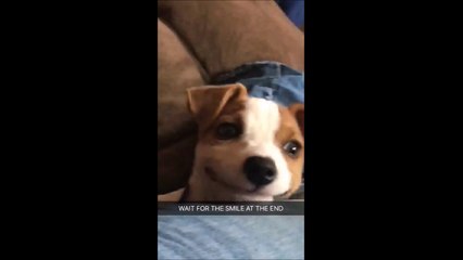 Quand ton chien sourit à la caméra
