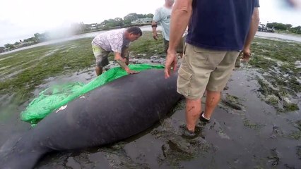 En floride ces habitants tentent  de sauver un lamantin echoué!