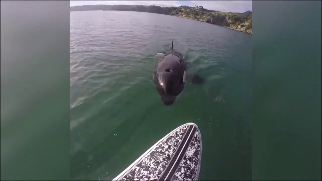 Une orque suit cet homme en paddleboard et va jusqu'à toucher sa planche