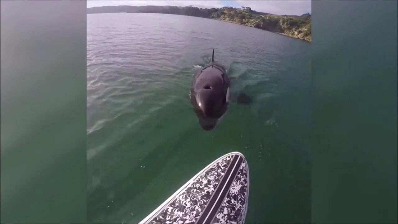 Une orque suit cet homme en paddleboard et va jusqu'à toucher sa planche