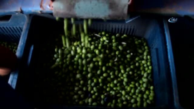 Mersin'de Zeytin Hasadı Başladı