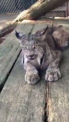 Un lynx qui miaule comme un petit chat
