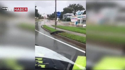 Florida sokaklarını timsahlar bastı