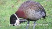 A Lucky Escape for a Whistling Duck in South Africa