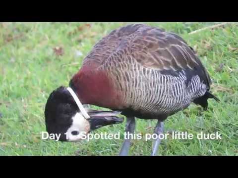 A Lucky Escape for a Whistling Duck in South Africa