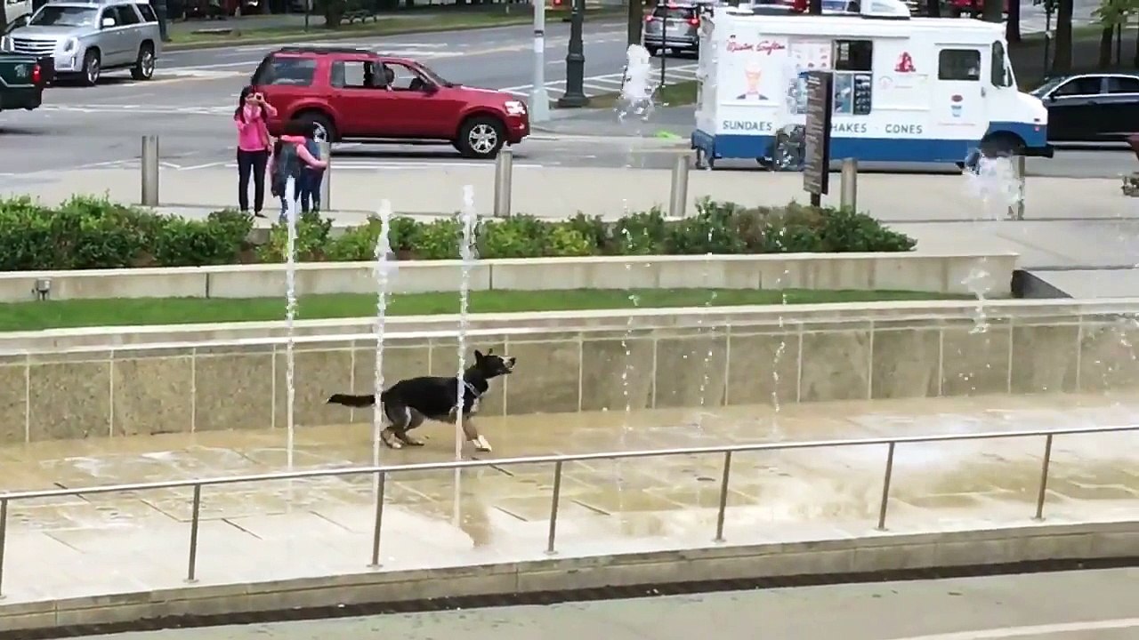 Ce chien adore jouer avec dans une fontaine d'eau !