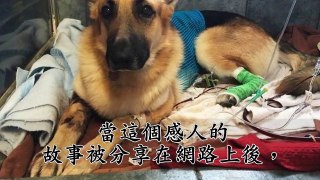 主人剛救了一隻德國狼犬回家，隔天突然發狂撲向小女兒！當眾人見狀衝上前想阻止時竟看到讓人心碎的畫面！【心靈小品】