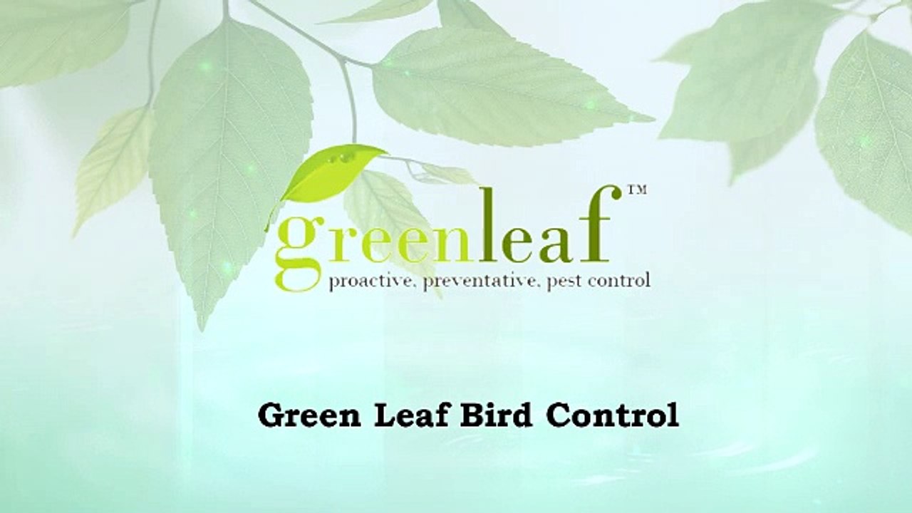 Best Pest Control Services in Oakville - Greenleafpestcontrol.com