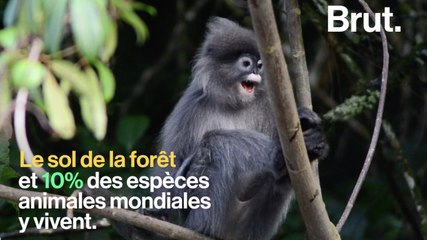 Un des plus importants écosystèmes au monde pourrait disparaître