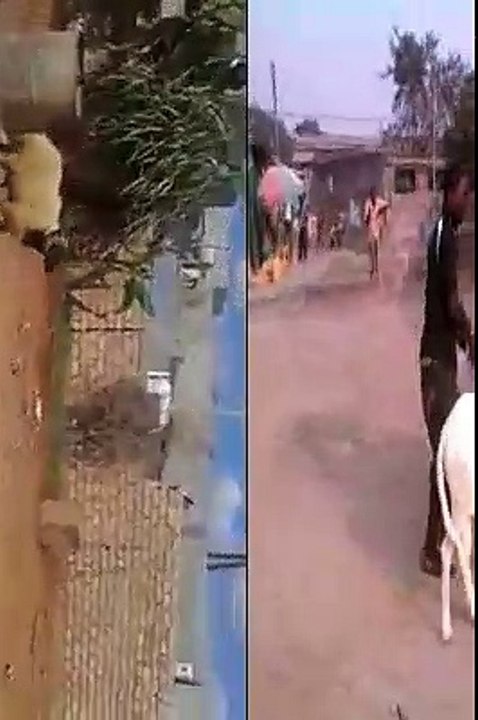 WATCH! RAM FIGHT