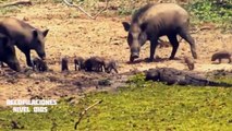 Peleas de Animales Uno contra Uno, Imagenes Fuertes